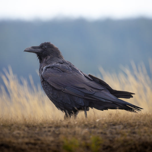 Hayden Valley Raven