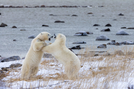 It Takes Two to Tussle