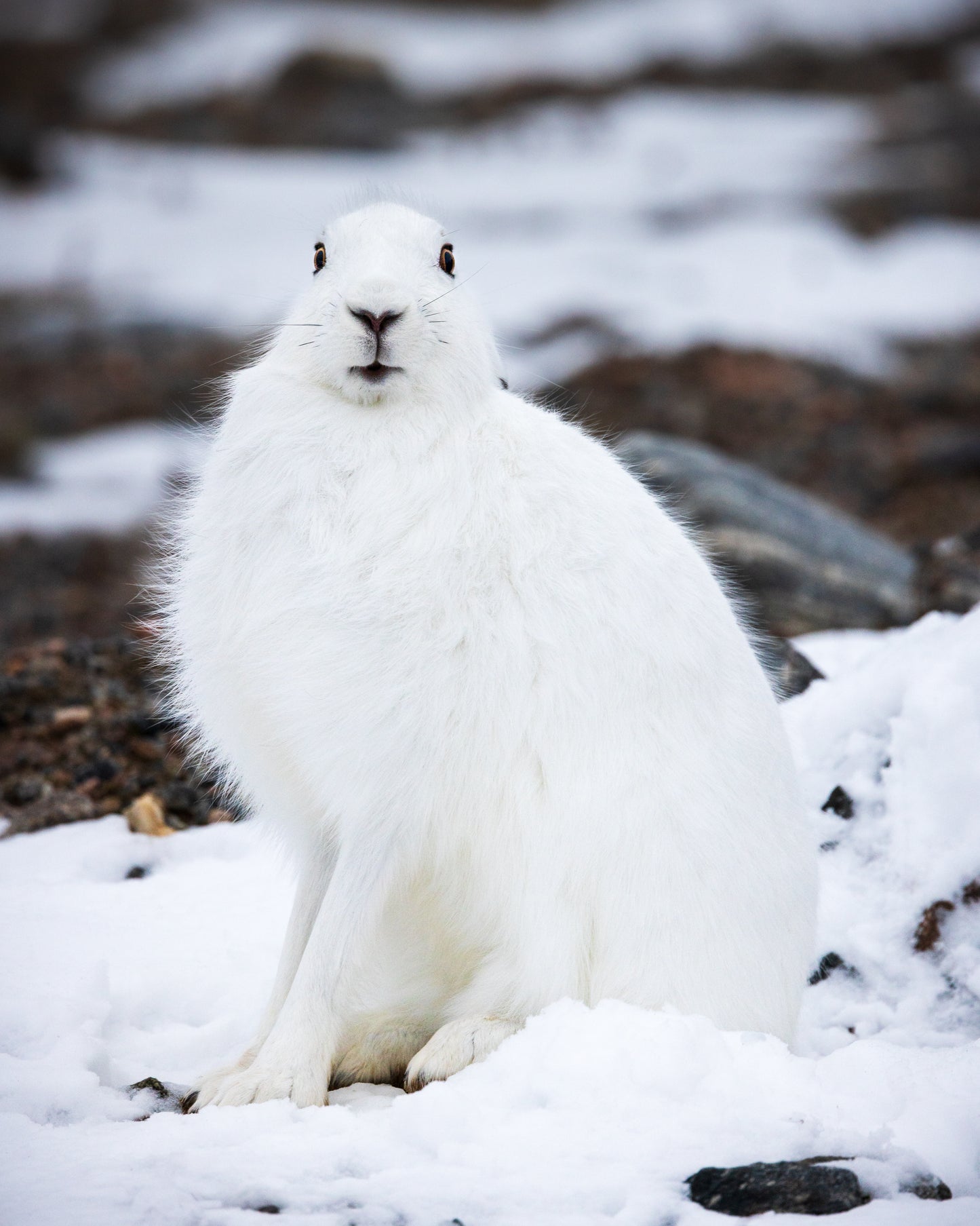 Arctic Hare