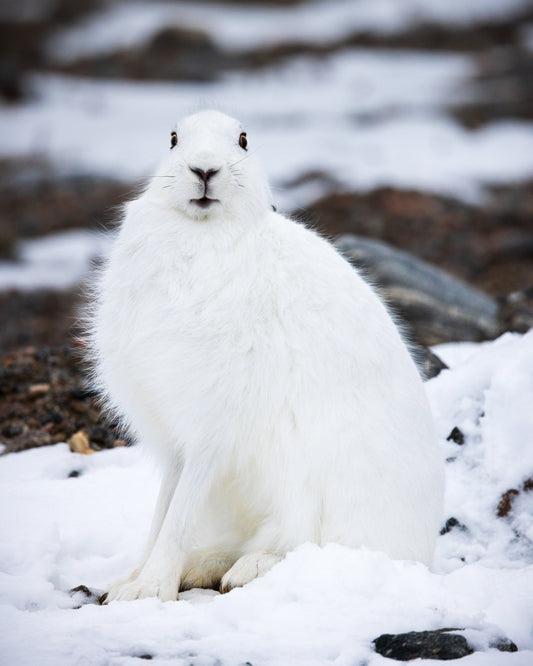 Arctic Hare