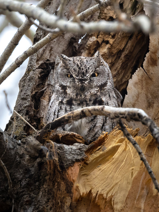 Screech Owl Surprise