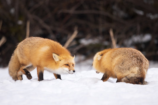 A Cautious Approach