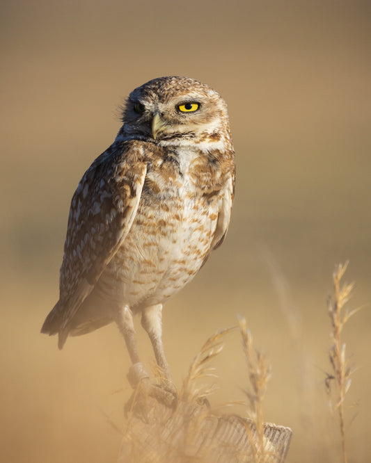 Prairie Predator