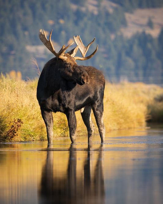 Islands in the Stream