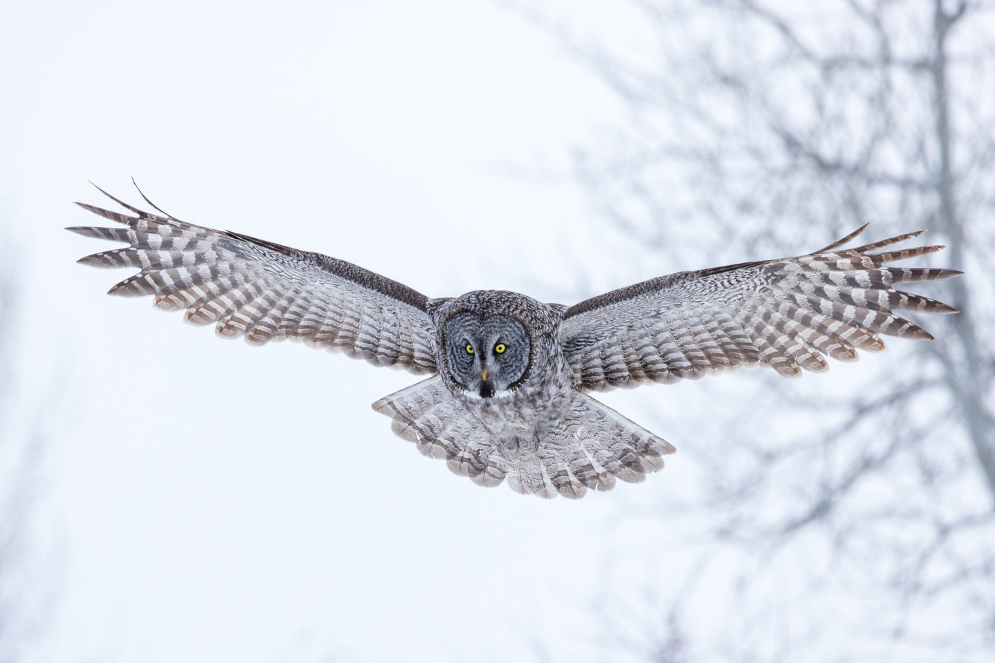 Silence in Flight