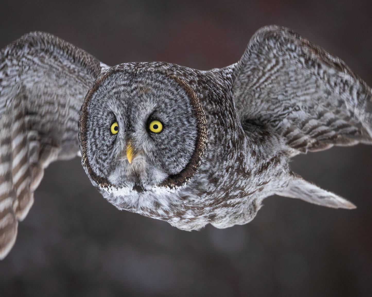Focused Flight