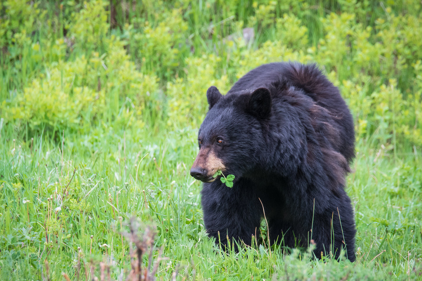 A Bear Called Clover