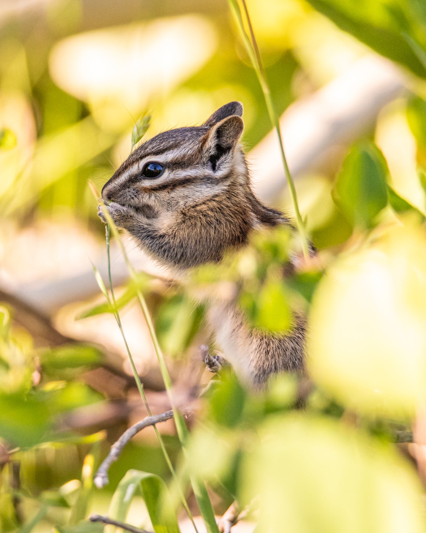 Springtime Chipmunk