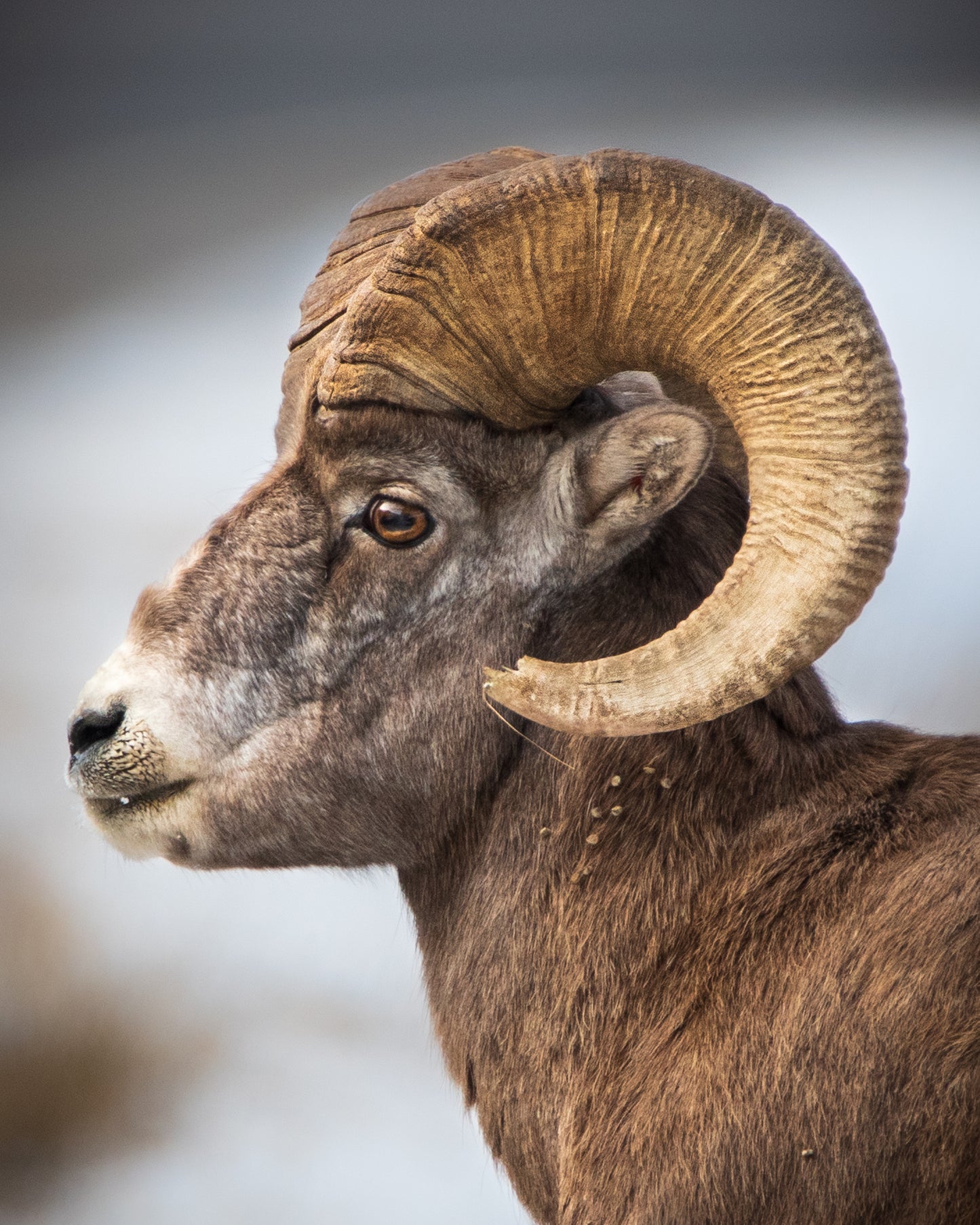 Portrait of a Bighorn Sheep