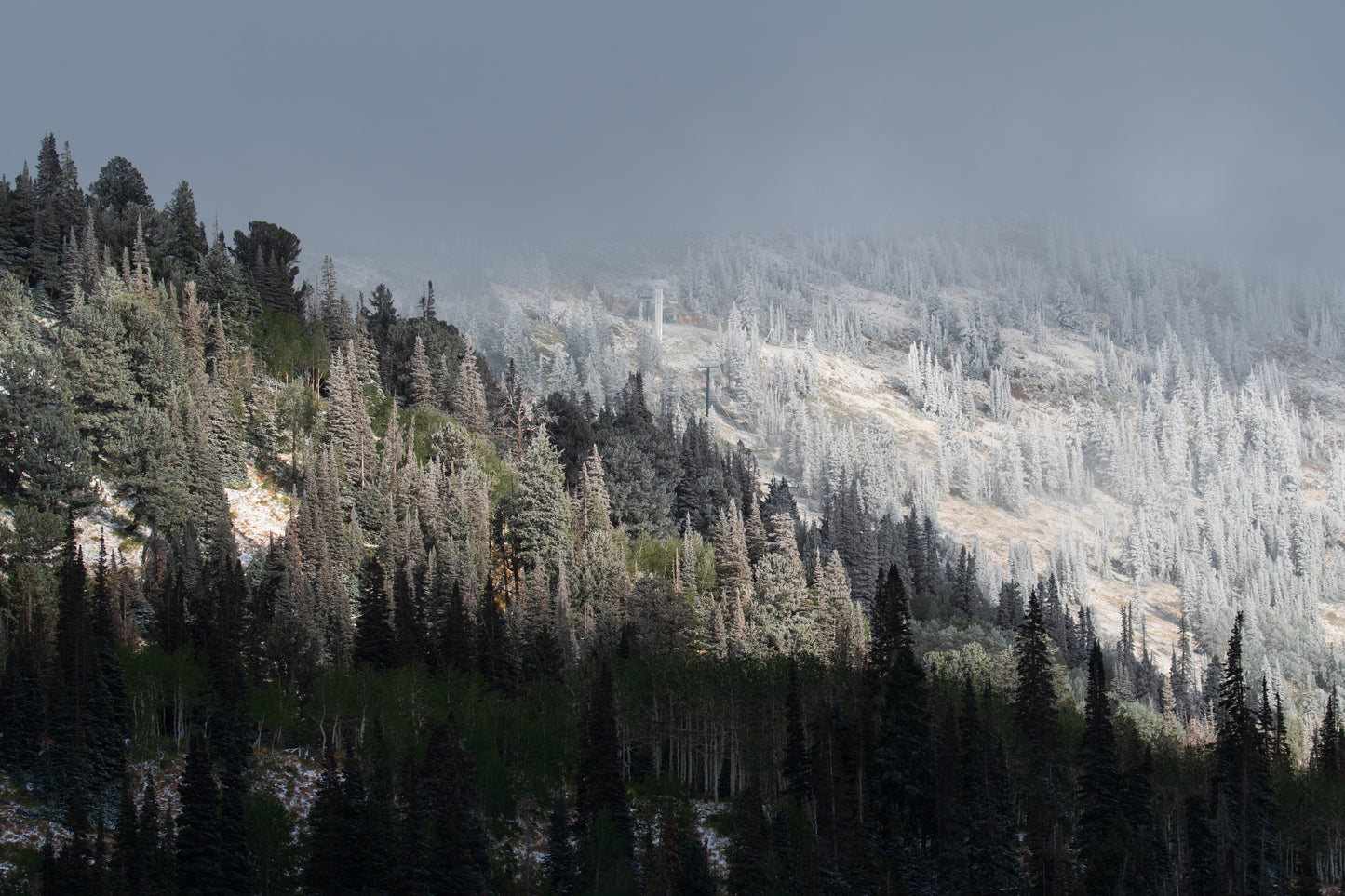 Shades of Winter