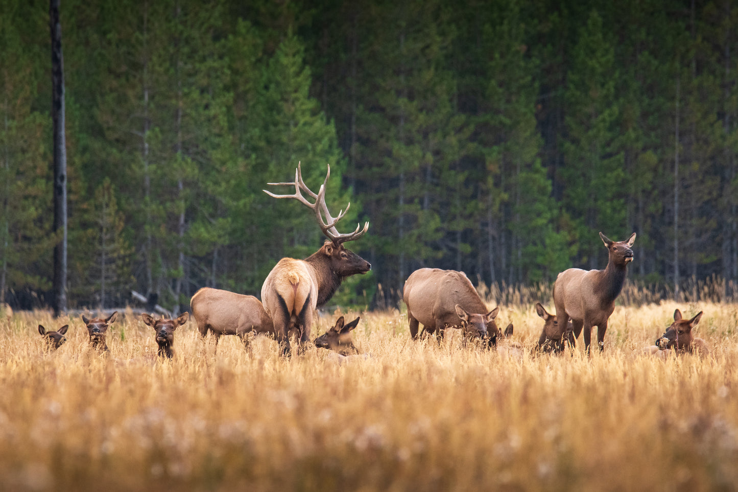 A Bull and His Harem
