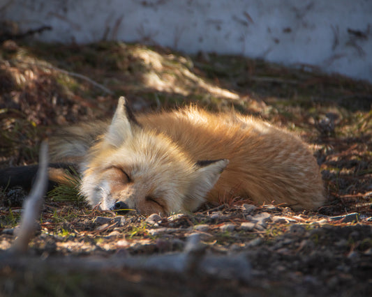 Sleeping Fox