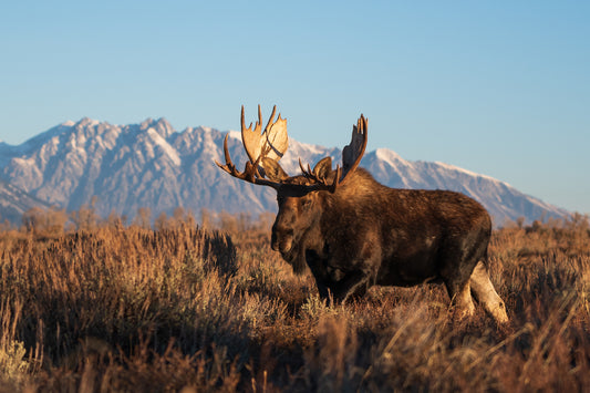 Morning Moose
