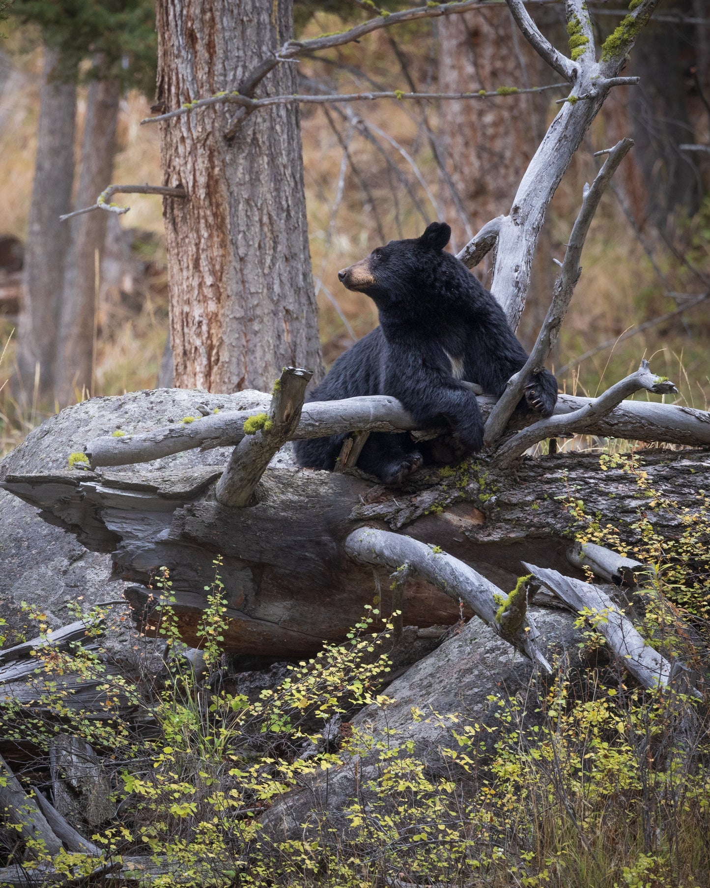 Cozy Black Bear