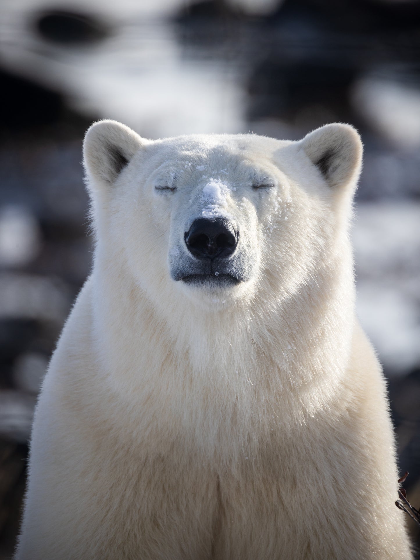 Polar Bear Meditation