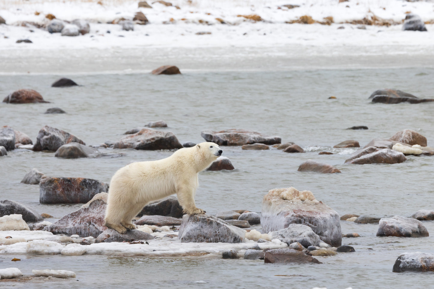 The Polar Explorer