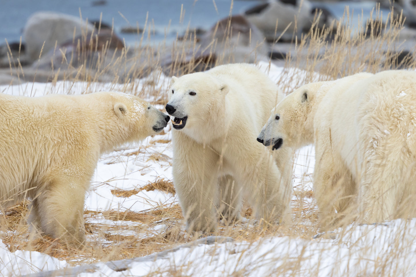 Polar Bear Gathering