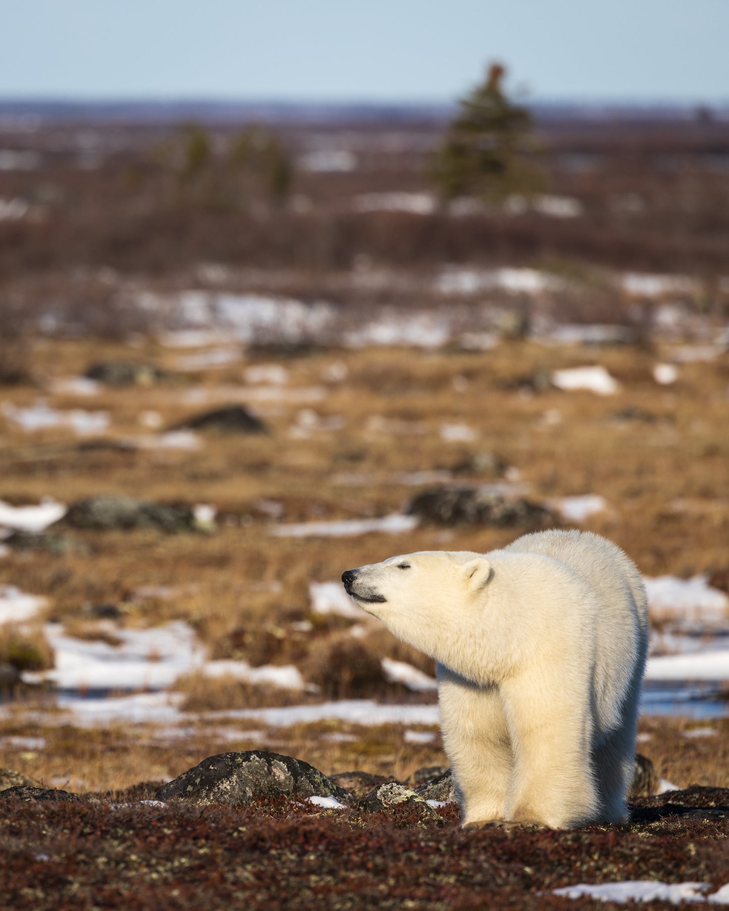 Arctic Autumn