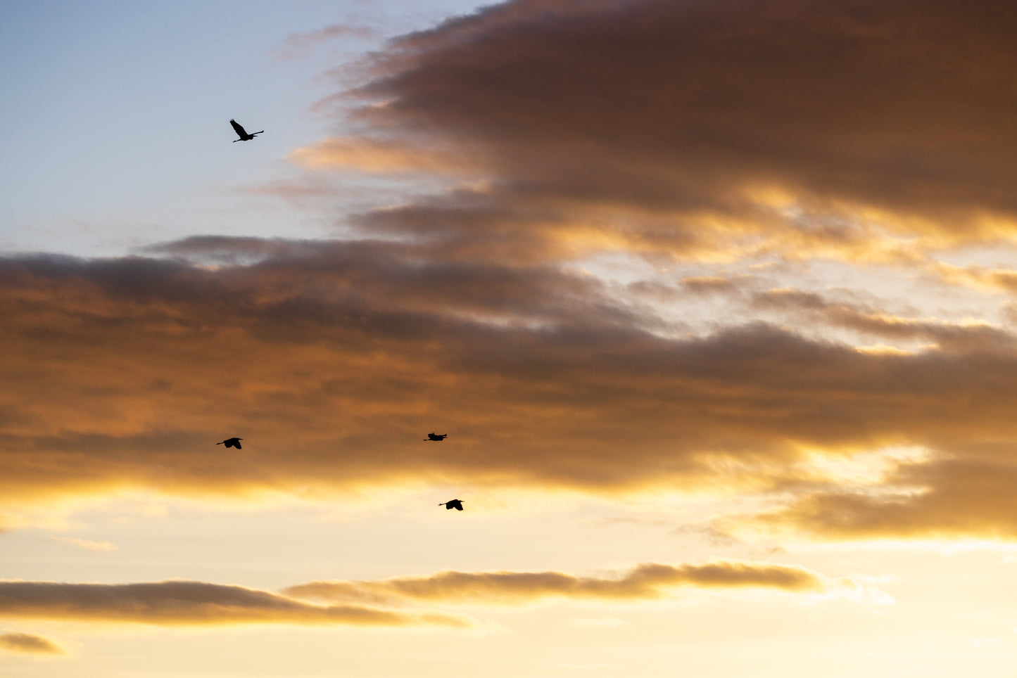 Arrival of the Herons