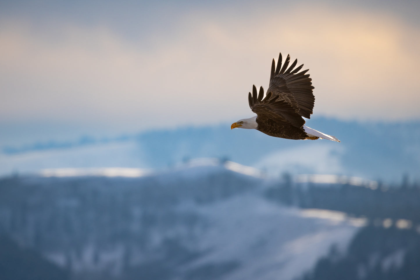 Eagle On The Wing