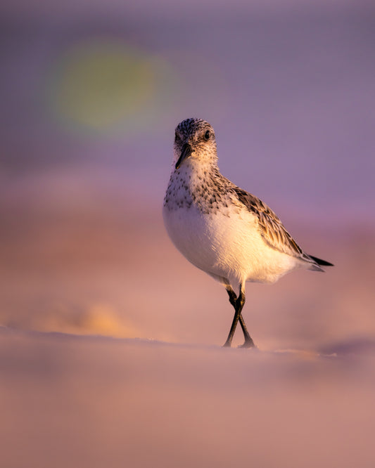 Beachgoer