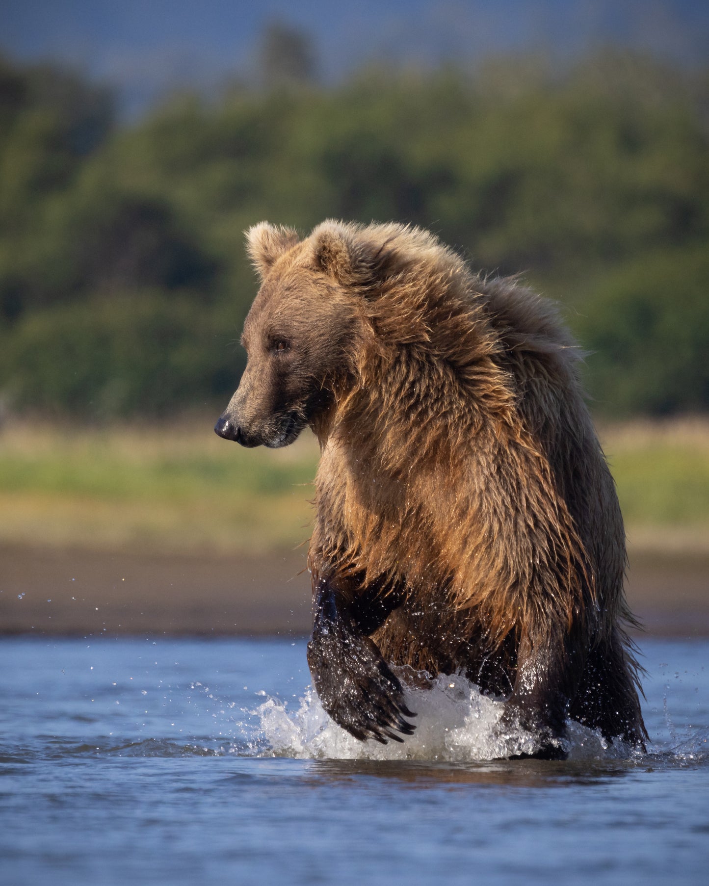 Salmon Hunter