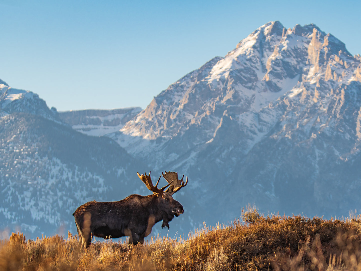 Of Moose and Mountains