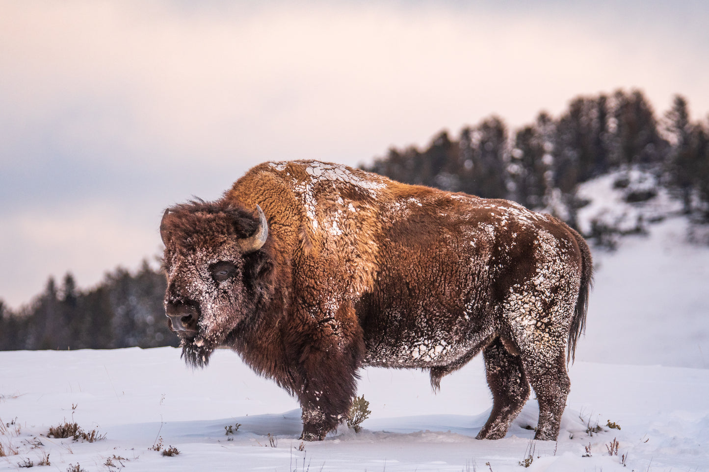 Frosty Bison