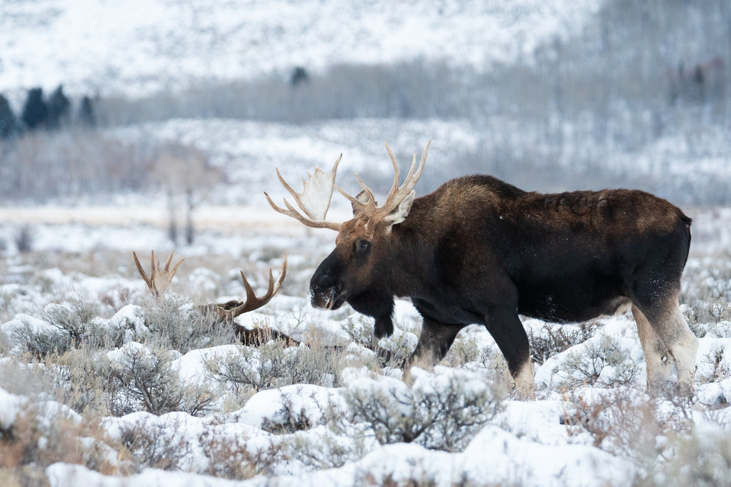 Bulls in Winter