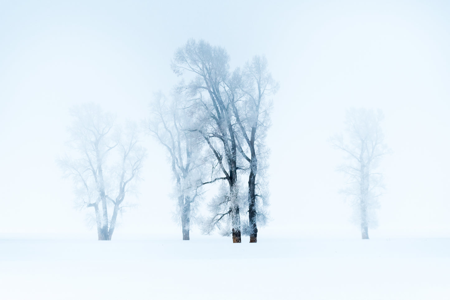 Cottonwoods in Winter