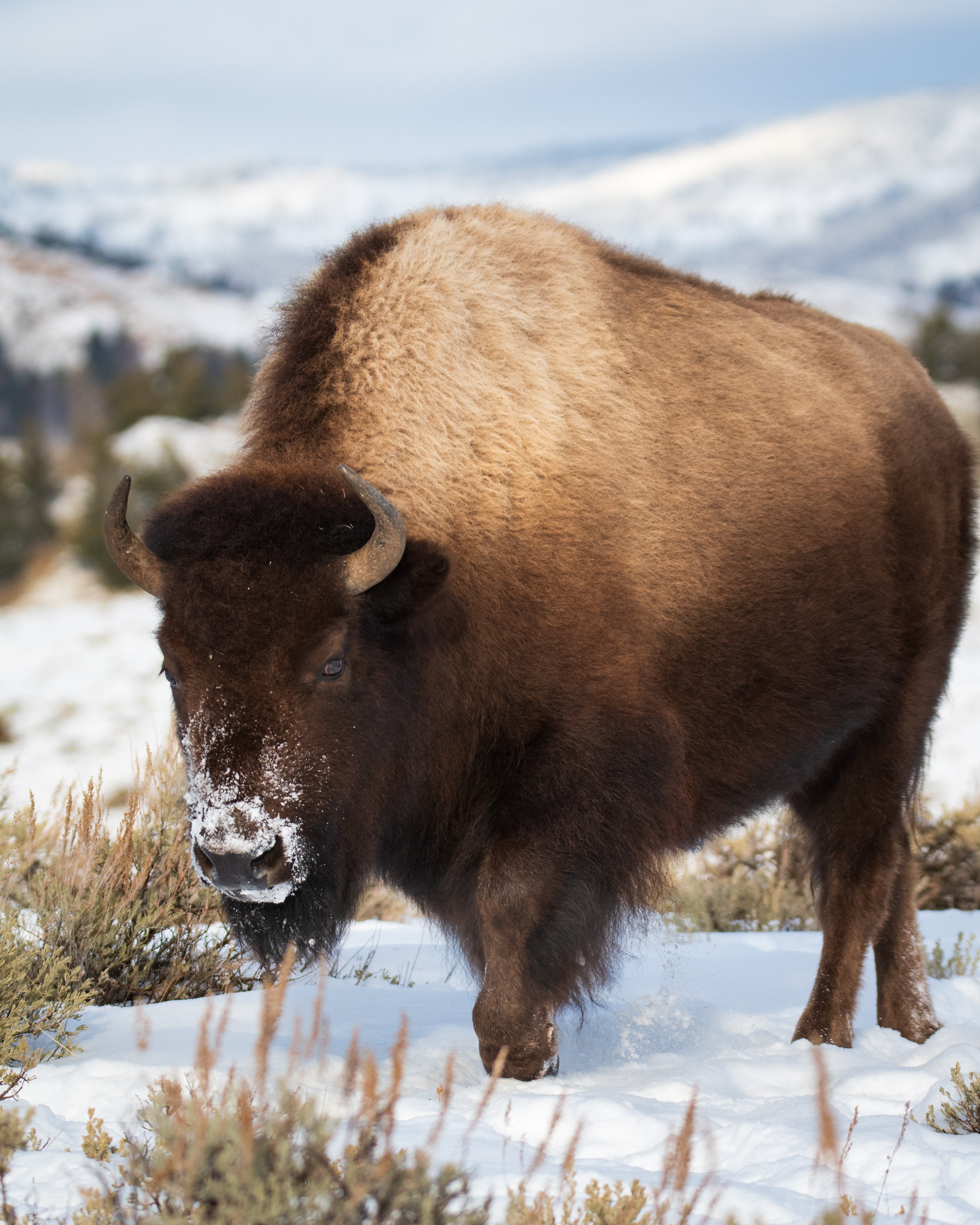 Bisen Cold Winter Bison – Explore with Tristan