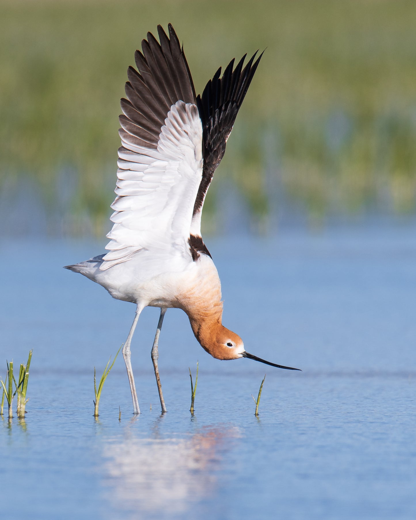 Avocet Stretch