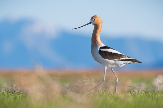 Wandering Avocet