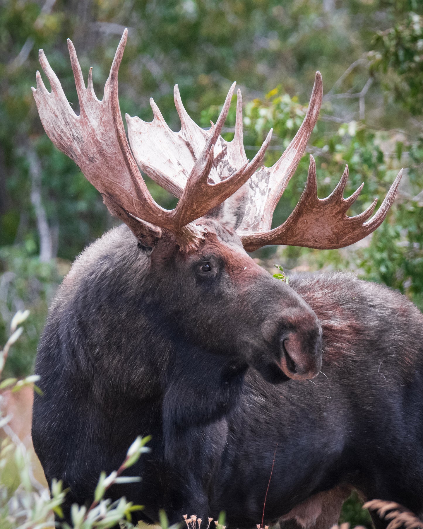 A Heavy Crown