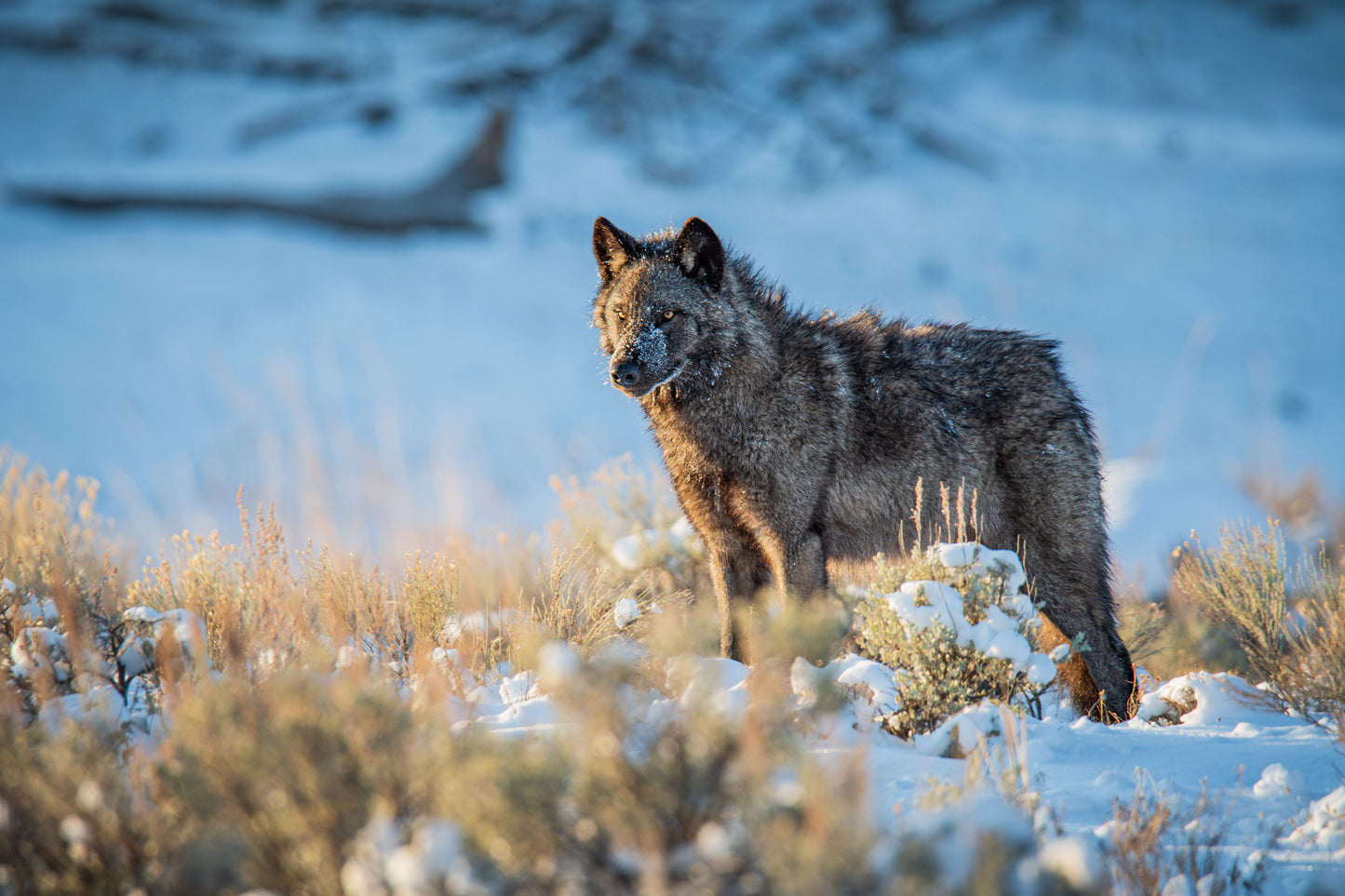 Black Wolf Dawn