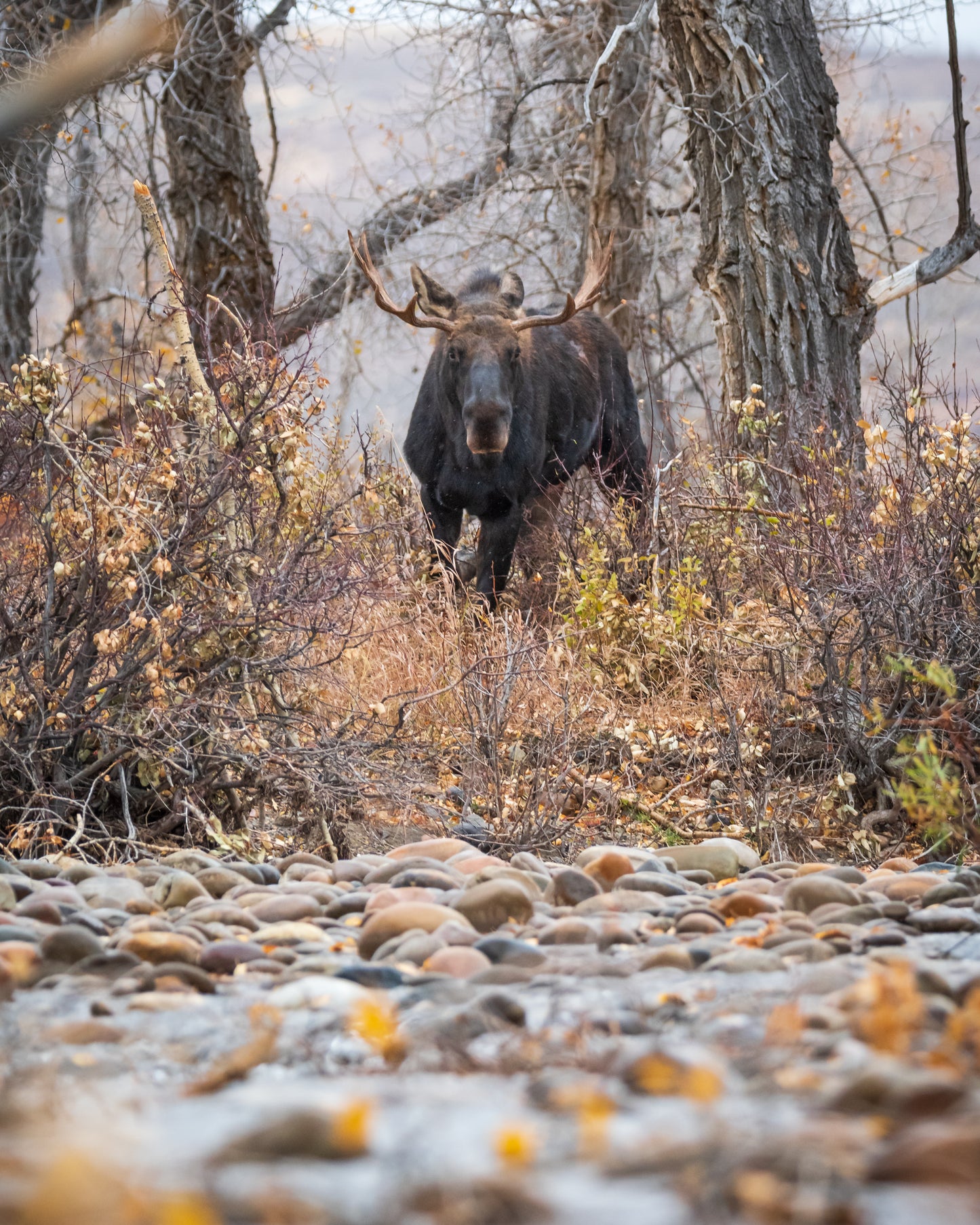 Riverside Encounter