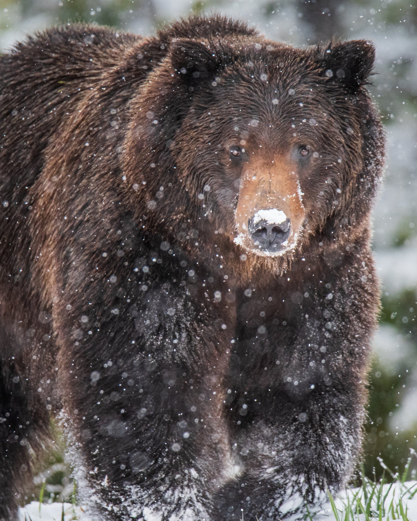 Winter Guardian