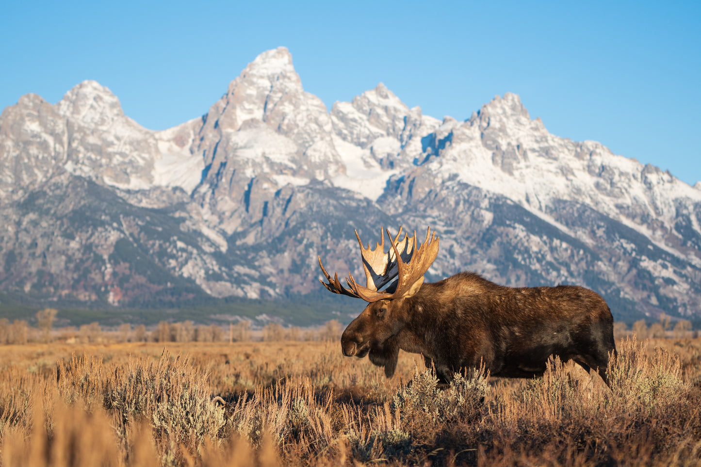 Teton Classic