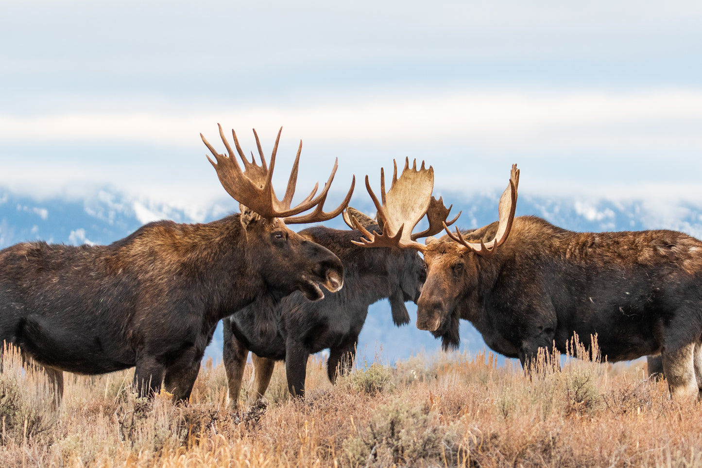 Gathering of Giants